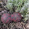 Масажний м'яч подвійний PowerPlay PP-4352 Epp foam peanut ball (d8*16cm.) Чорно/Червоний